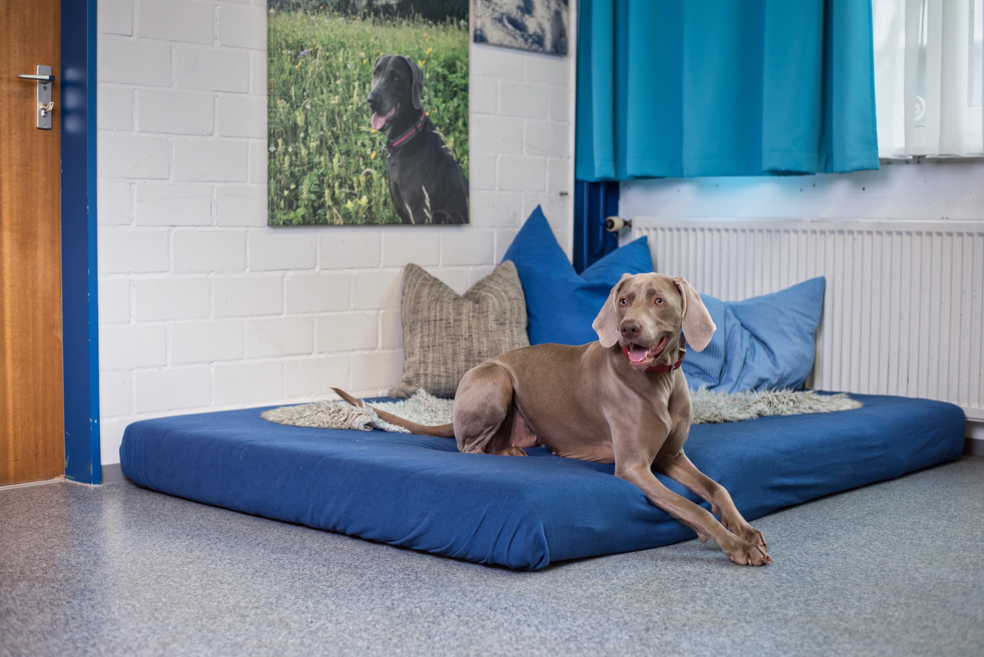 Weimaraner auf Ruheplatz