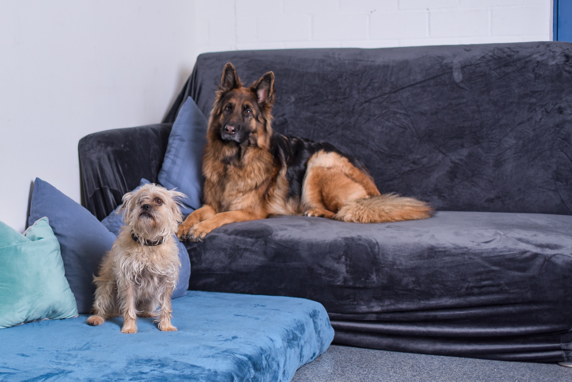 Hunde auf dem Sofa