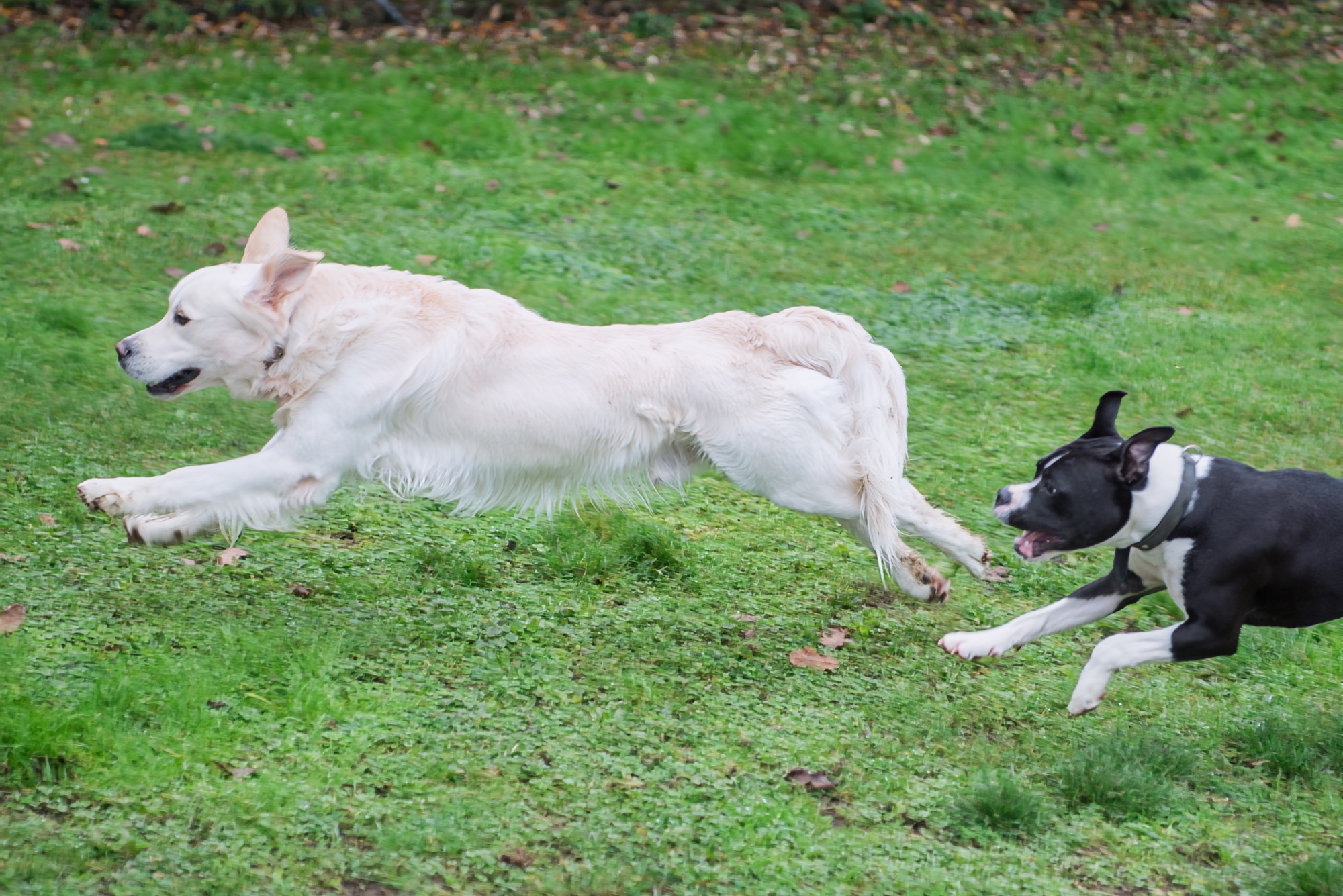 Golden Retriever und Stafford