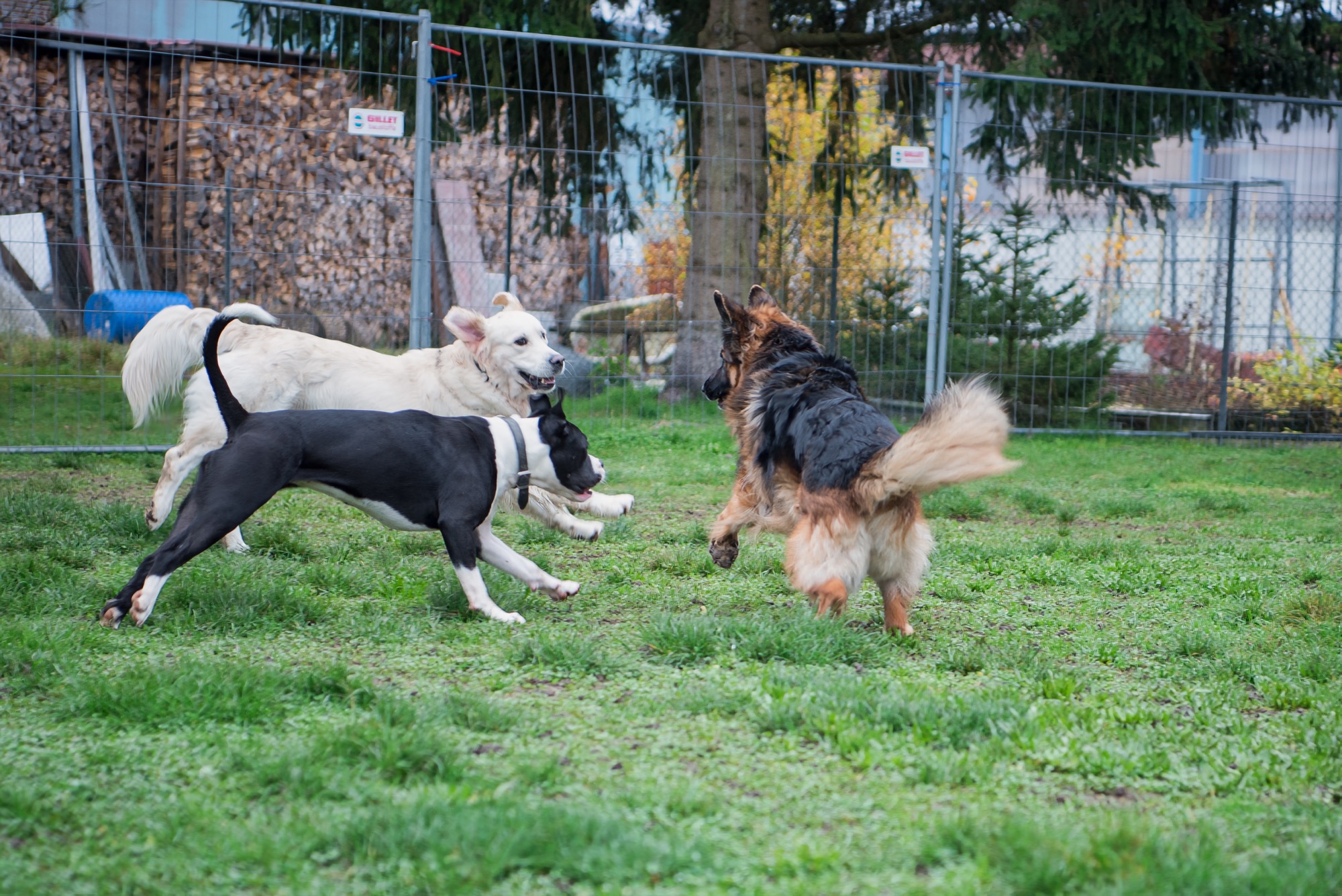 Drei Hunde beim Spiel