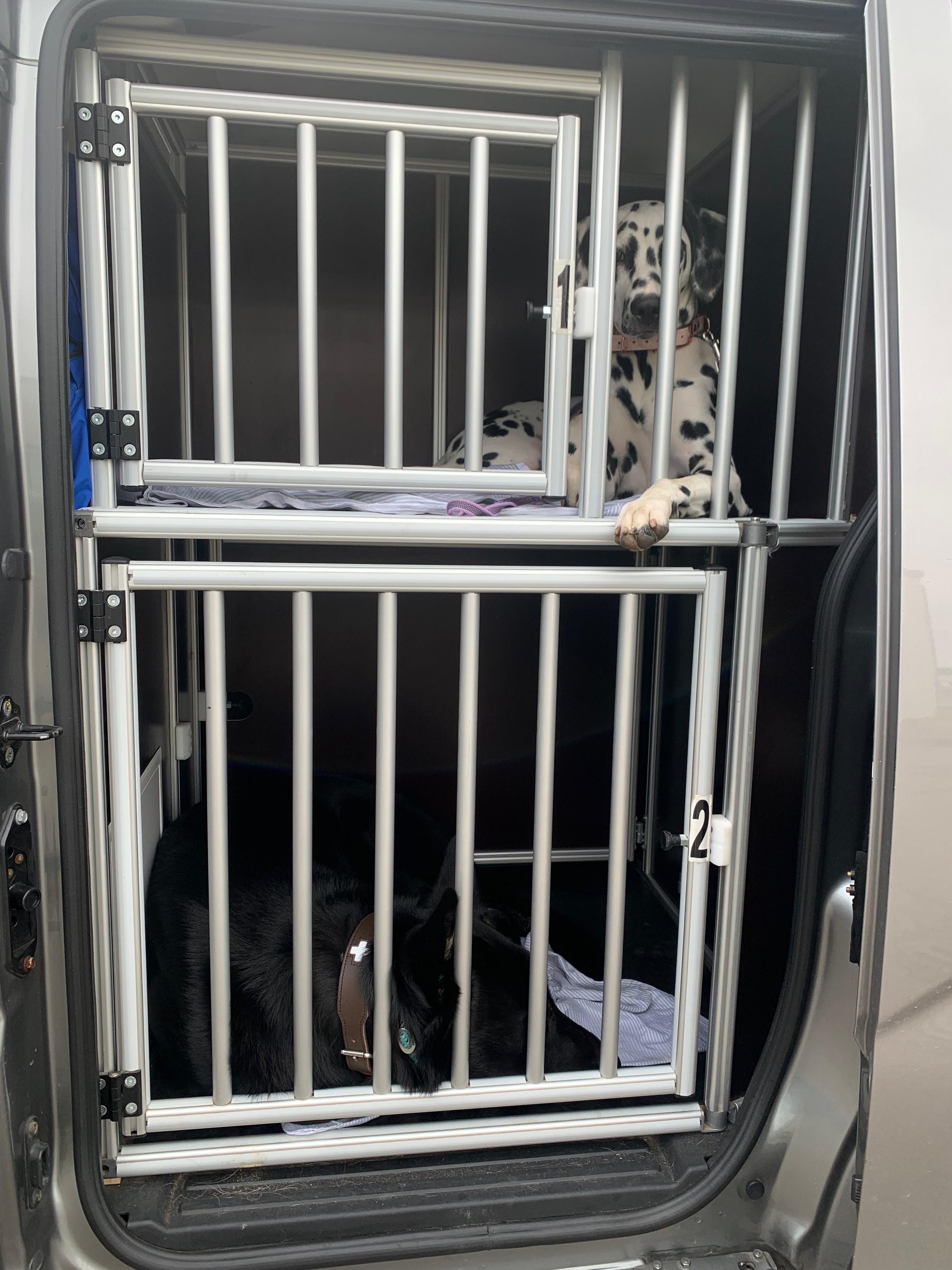 Dalmatiner im Shuttle